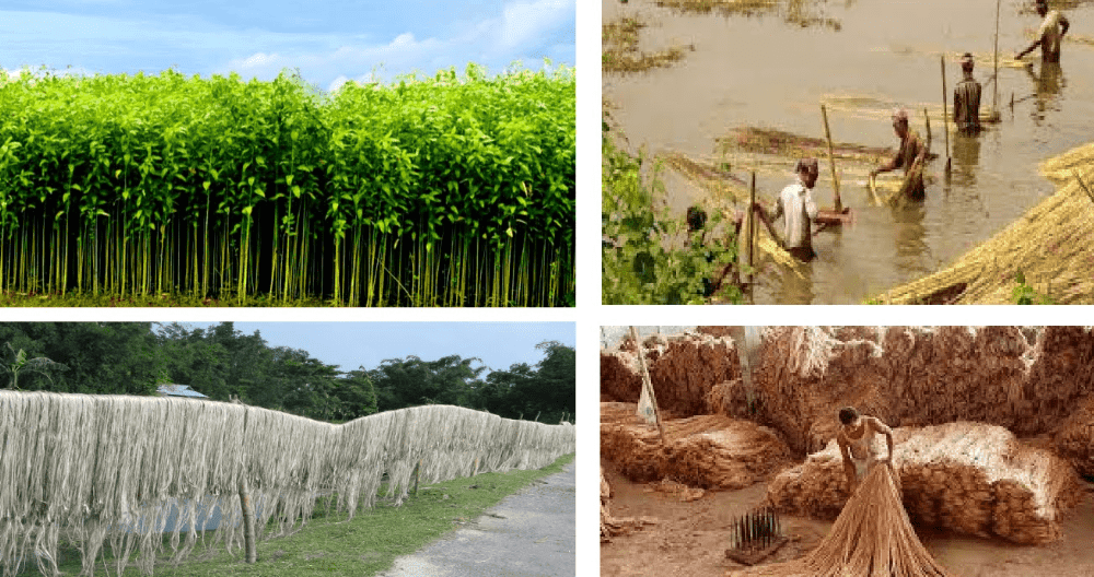 Jute (the golden fiber of Bangladesh)